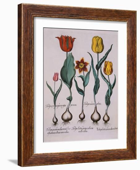 Tulipa, Engraving-Basilius Besler-Framed Giclee Print