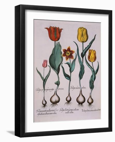 Tulipa, Engraving-Basilius Besler-Framed Giclee Print