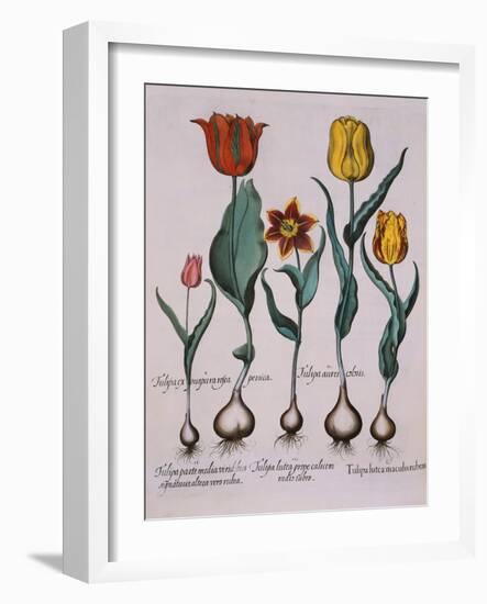 Tulipa, Engraving-Basilius Besler-Framed Giclee Print