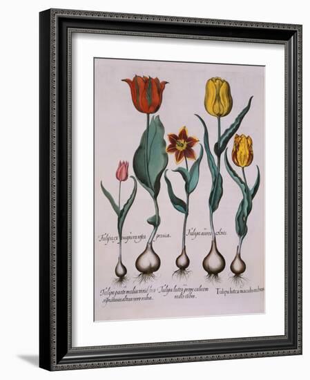 Tulipa, Engraving-Basilius Besler-Framed Giclee Print