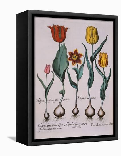 Tulipa, Engraving-Basilius Besler-Framed Premier Image Canvas