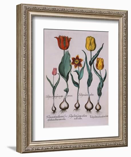 Tulipa, Engraving-Basilius Besler-Framed Giclee Print