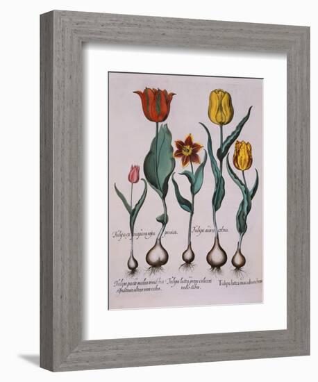 Tulipa, Engraving-Basilius Besler-Framed Giclee Print