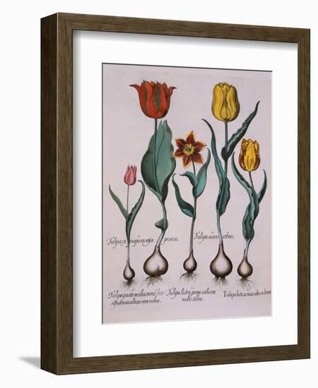 Tulipa, Engraving-Basilius Besler-Framed Giclee Print