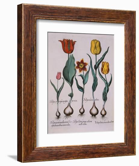 Tulipa, Engraving-Basilius Besler-Framed Giclee Print