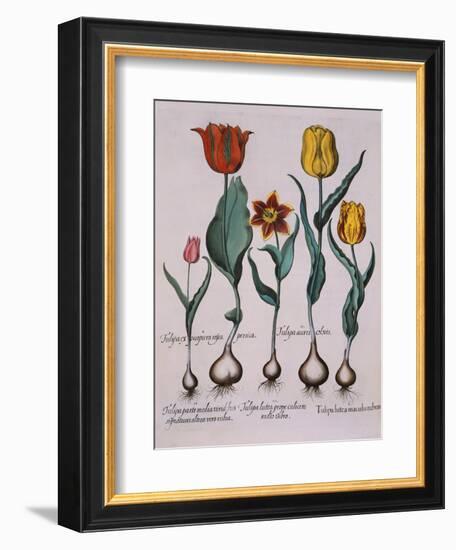 Tulipa, Engraving-Basilius Besler-Framed Giclee Print