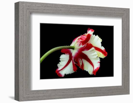 Tulipa flaming parrot-Lotte Grønkjær-Framed Photographic Print