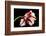 Tulipa flaming parrot-Lotte Grønkjær-Framed Photographic Print