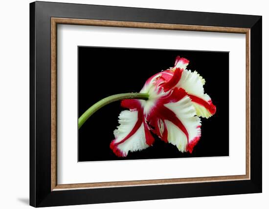 Tulipa flaming parrot-Lotte Grønkjær-Framed Photographic Print