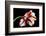 Tulipa flaming parrot-Lotte Grønkjær-Framed Photographic Print