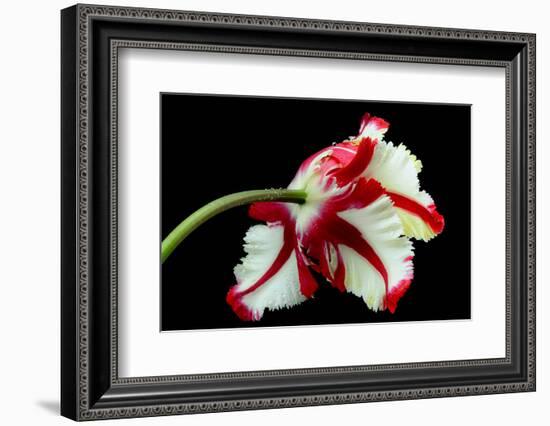 Tulipa flaming parrot-Lotte Grønkjær-Framed Photographic Print