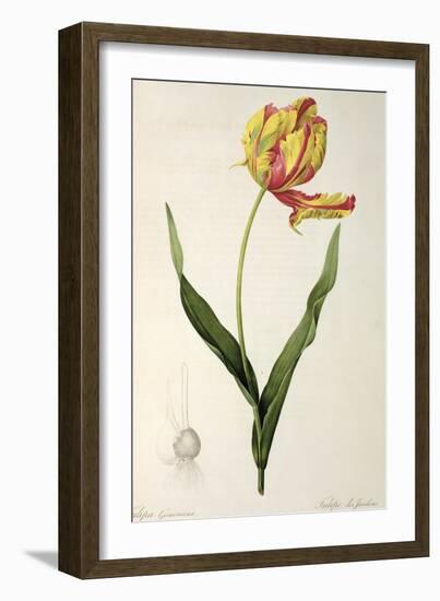 Tulipa Gesneriana Dracontia, from Les Liliacees, 1816-Pierre-Joseph Redouté-Framed Giclee Print