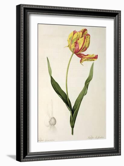 Tulipa Gesneriana Dracontia, from Les Liliacees, 1816-Pierre-Joseph Redouté-Framed Giclee Print