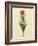 Tulipa Gesneriana From The Album Gottorfer Codex, c.1650-Hans Simon Holtzbecher-Framed Giclee Print