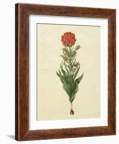 Tulipa Gesneriana From The Album Gottorfer Codex, c.1650-Hans Simon Holtzbecher-Framed Giclee Print