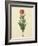 Tulipa Gesneriana From The Album Gottorfer Codex, c.1650-Hans Simon Holtzbecher-Framed Giclee Print