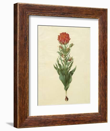 Tulipa Gesneriana From The Album Gottorfer Codex, c.1650-Hans Simon Holtzbecher-Framed Giclee Print