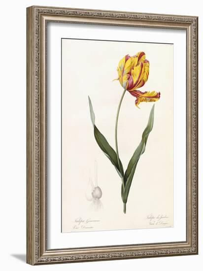 Tulipa Gesneriana - Tulipe Des Jardins-Pierre-Joseph Redouté-Framed Giclee Print