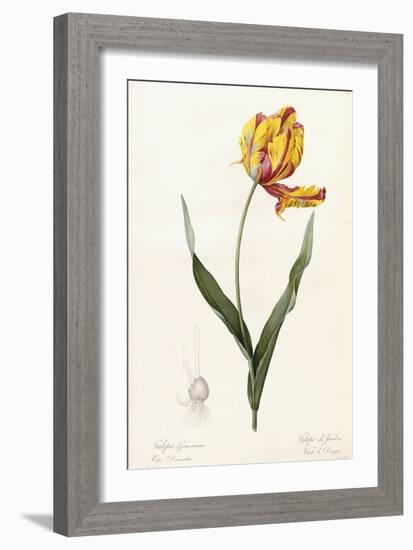 Tulipa Gesneriana - Tulipe Des Jardins-Pierre-Joseph Redouté-Framed Giclee Print