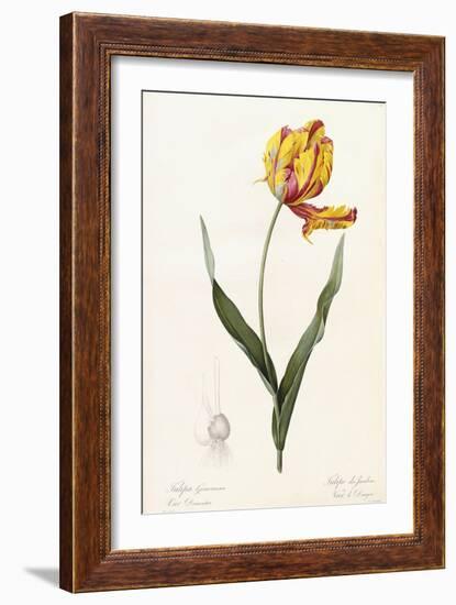 Tulipa Gesneriana - Tulipe Des Jardins-Pierre-Joseph Redouté-Framed Giclee Print