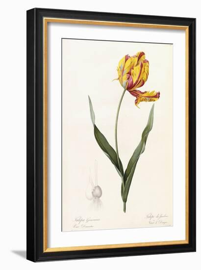 Tulipa Gesneriana - Tulipe Des Jardins-Pierre-Joseph Redouté-Framed Giclee Print