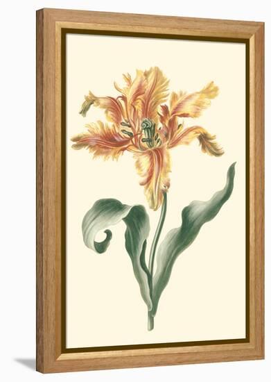 Tulipa I-Vision Studio-Framed Stretched Canvas