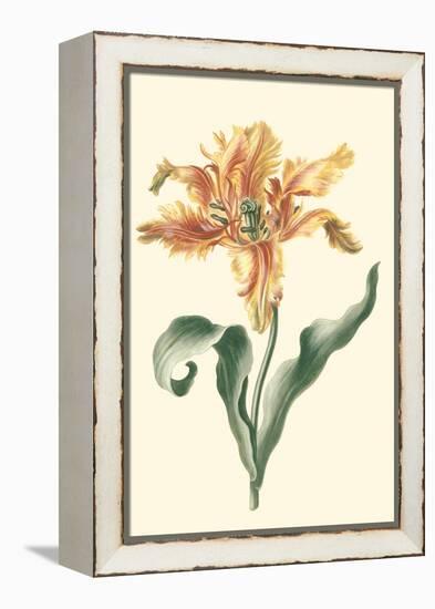 Tulipa I-Vision Studio-Framed Stretched Canvas