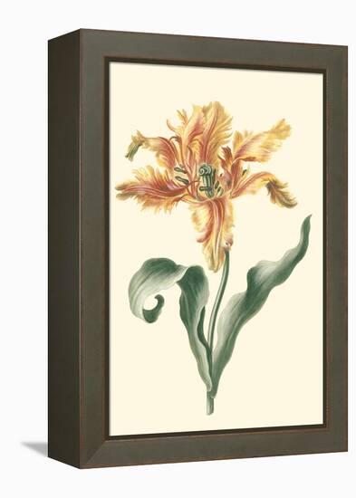 Tulipa I-Vision Studio-Framed Stretched Canvas