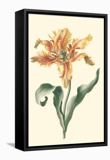 Tulipa I-Vision Studio-Framed Stretched Canvas