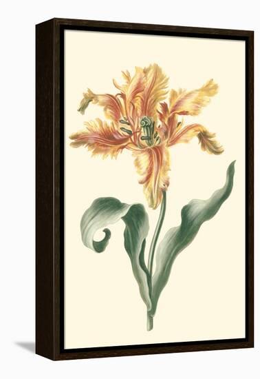 Tulipa I-Vision Studio-Framed Stretched Canvas