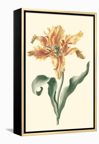 Tulipa I-Vision Studio-Framed Stretched Canvas