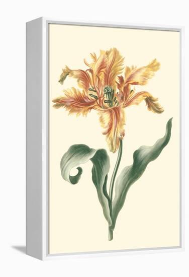 Tulipa I-Vision Studio-Framed Stretched Canvas