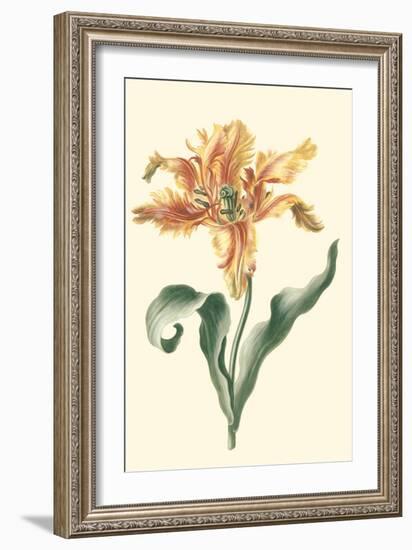 Tulipa I-Vision Studio-Framed Art Print
