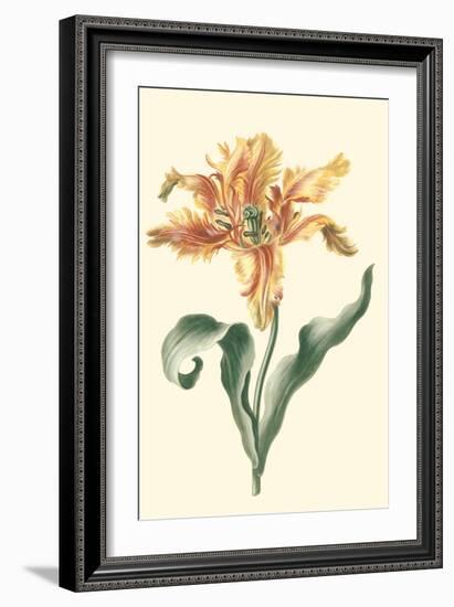 Tulipa I-Vision Studio-Framed Art Print