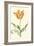 Tulipa III-Vision Studio-Framed Art Print