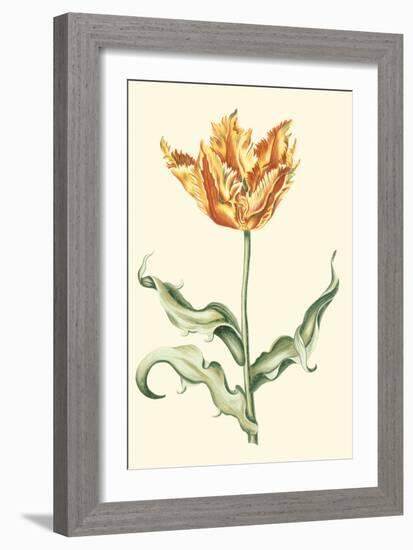 Tulipa III-Vision Studio-Framed Art Print