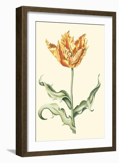 Tulipa III-Vision Studio-Framed Art Print