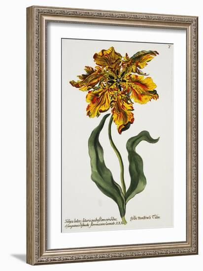 Tulipa Lutea, Lithograph-Johann Wilhelm Weinmann-Framed Giclee Print