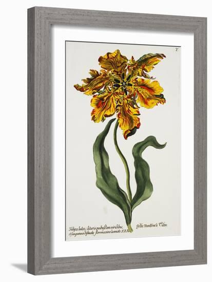 Tulipa Lutea, Lithograph-Johann Wilhelm Weinmann-Framed Giclee Print