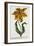 Tulipa Lutea, Lithograph-Johann Wilhelm Weinmann-Framed Giclee Print