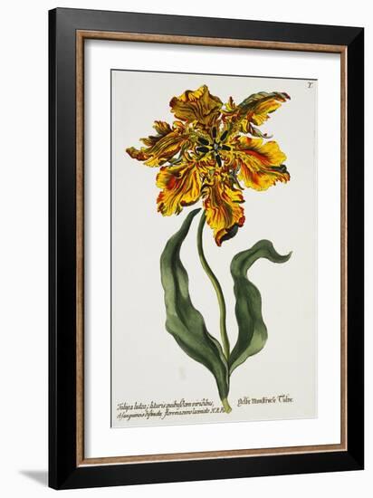 Tulipa Lutea, Lithograph-Johann Wilhelm Weinmann-Framed Giclee Print