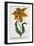 Tulipa Lutea, Lithograph-Johann Wilhelm Weinmann-Framed Giclee Print