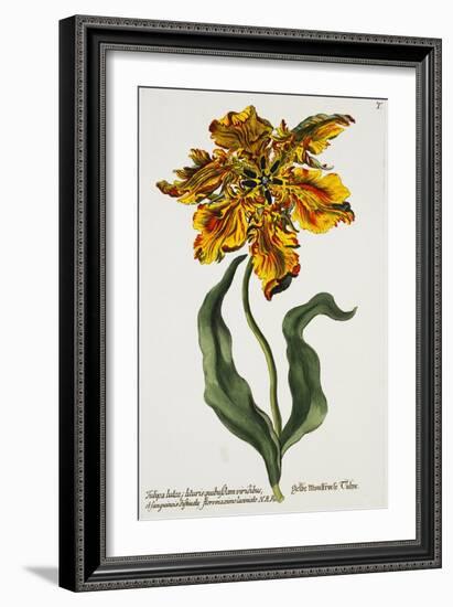 Tulipa Lutea, Lithograph-Johann Wilhelm Weinmann-Framed Giclee Print