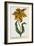 Tulipa Lutea, Lithograph-Johann Wilhelm Weinmann-Framed Giclee Print