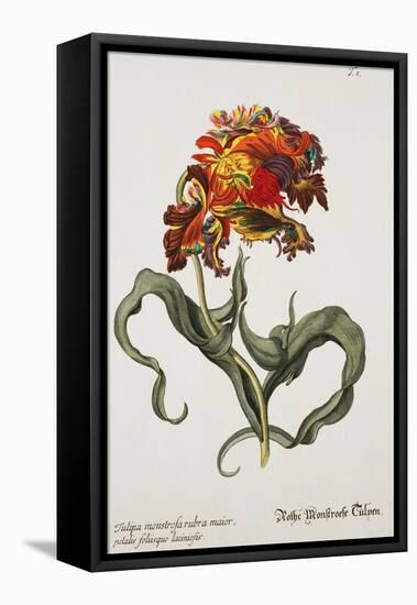 Tulipa Monstrosa Rubra Maior, Lithograph-Johann Wilhelm Weinmann-Framed Premier Image Canvas