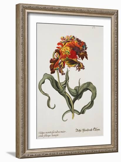 Tulipa Monstrosa Rubra Maior, Lithograph-Johann Wilhelm Weinmann-Framed Giclee Print