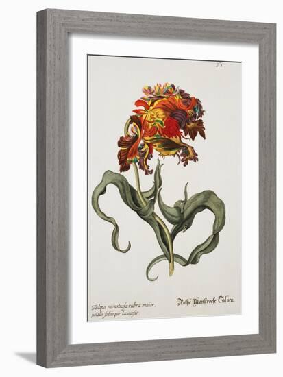 Tulipa Monstrosa Rubra Maior, Lithograph-Johann Wilhelm Weinmann-Framed Giclee Print