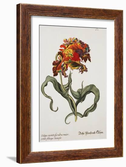 Tulipa Monstrosa Rubra Maior, Lithograph-Johann Wilhelm Weinmann-Framed Giclee Print