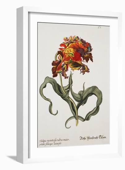 Tulipa Monstrosa Rubra Maior, Lithograph-Johann Wilhelm Weinmann-Framed Giclee Print