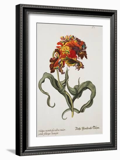 Tulipa Monstrosa Rubra Maior, Lithograph-Johann Wilhelm Weinmann-Framed Giclee Print